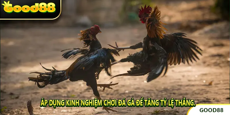 Áp dụng kinh nghiệm chơi đá gà để tăng tỷ lệ thắng.