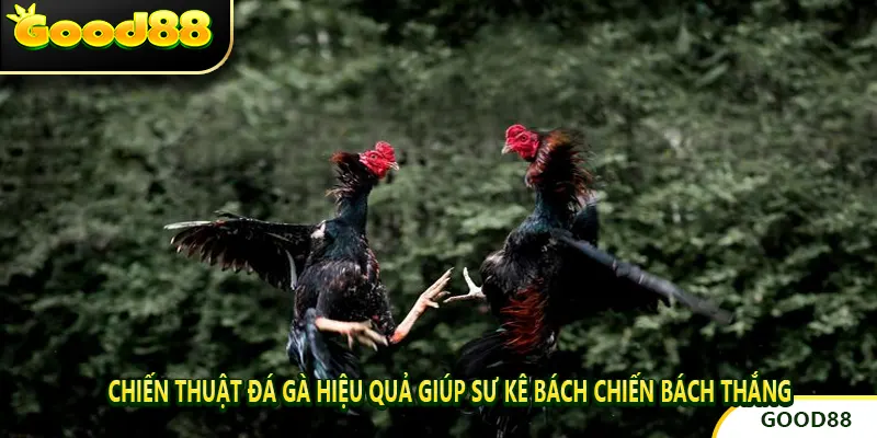 Chiến Thuật Đá Gà Hiệu Quả Giúp Sư Kê Bách Chiến Bách Thắng
