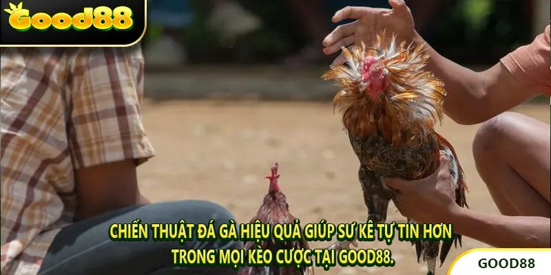 Chiến thuật đá gà hiệu quả giúp sư kê tự tin hơn trong mọi kèo cược tại GOOD88.