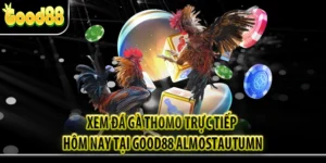 Xem Đá Gà Thomo Trực Tiếp Hôm Nay Tại Good88 almostautumn