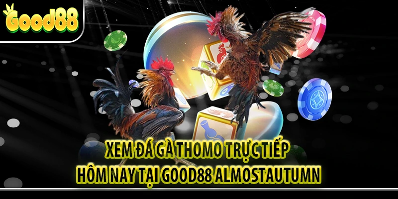 Xem Đá Gà Thomo Trực Tiếp Hôm Nay Tại Good88 almostautumn